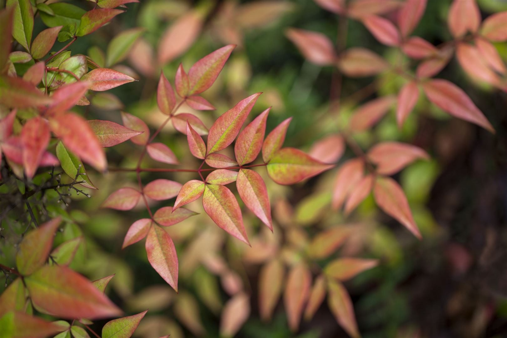 Pflanzen für Dich Gehölze Nandina dom. Gulf Stream, 1 St., Himmelsbambus, Heiliger Bambus