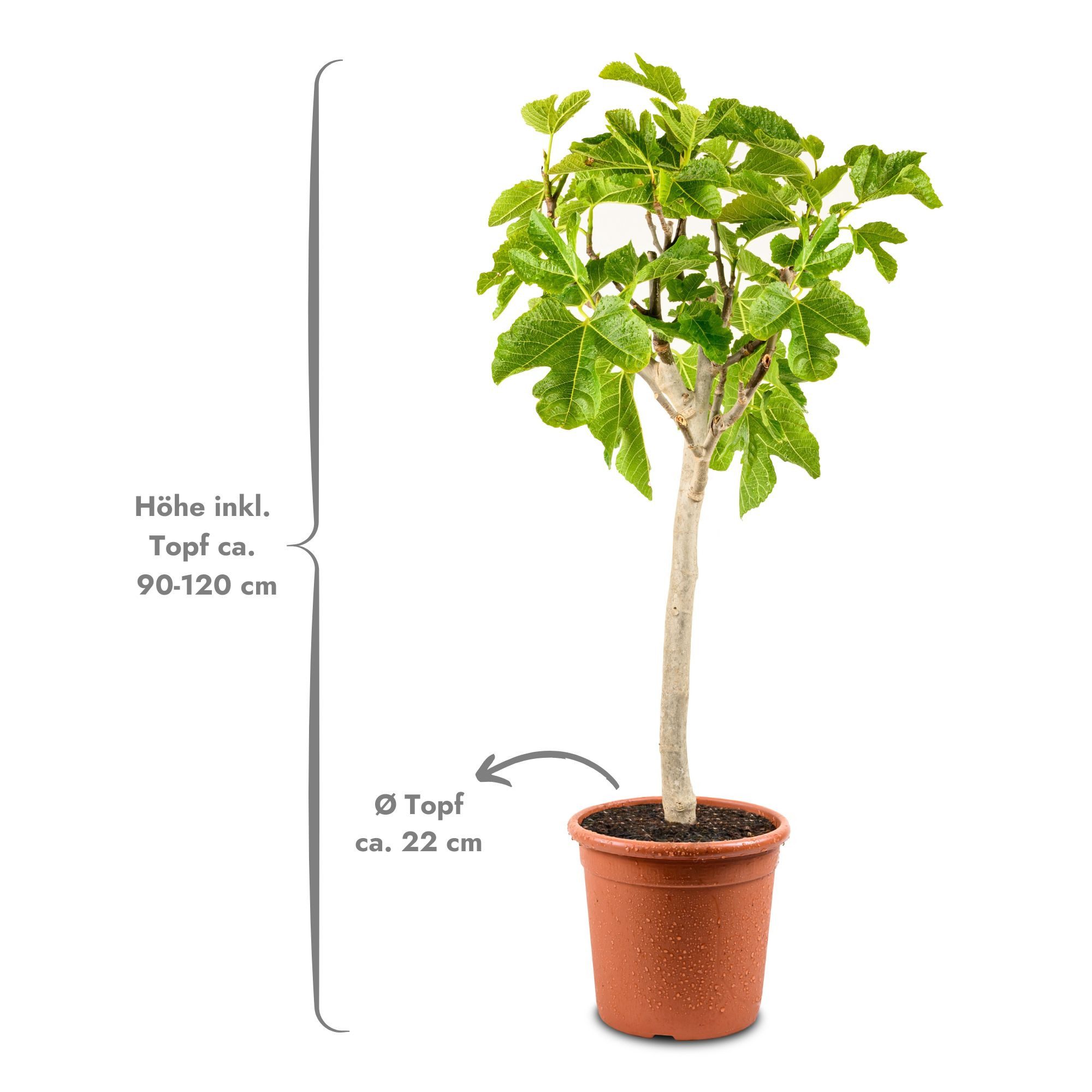 Meine Orangerie Feigenbaum Stämmchen - Ficus Carica "Bornholm" - Bornholmfe günstig online kaufen