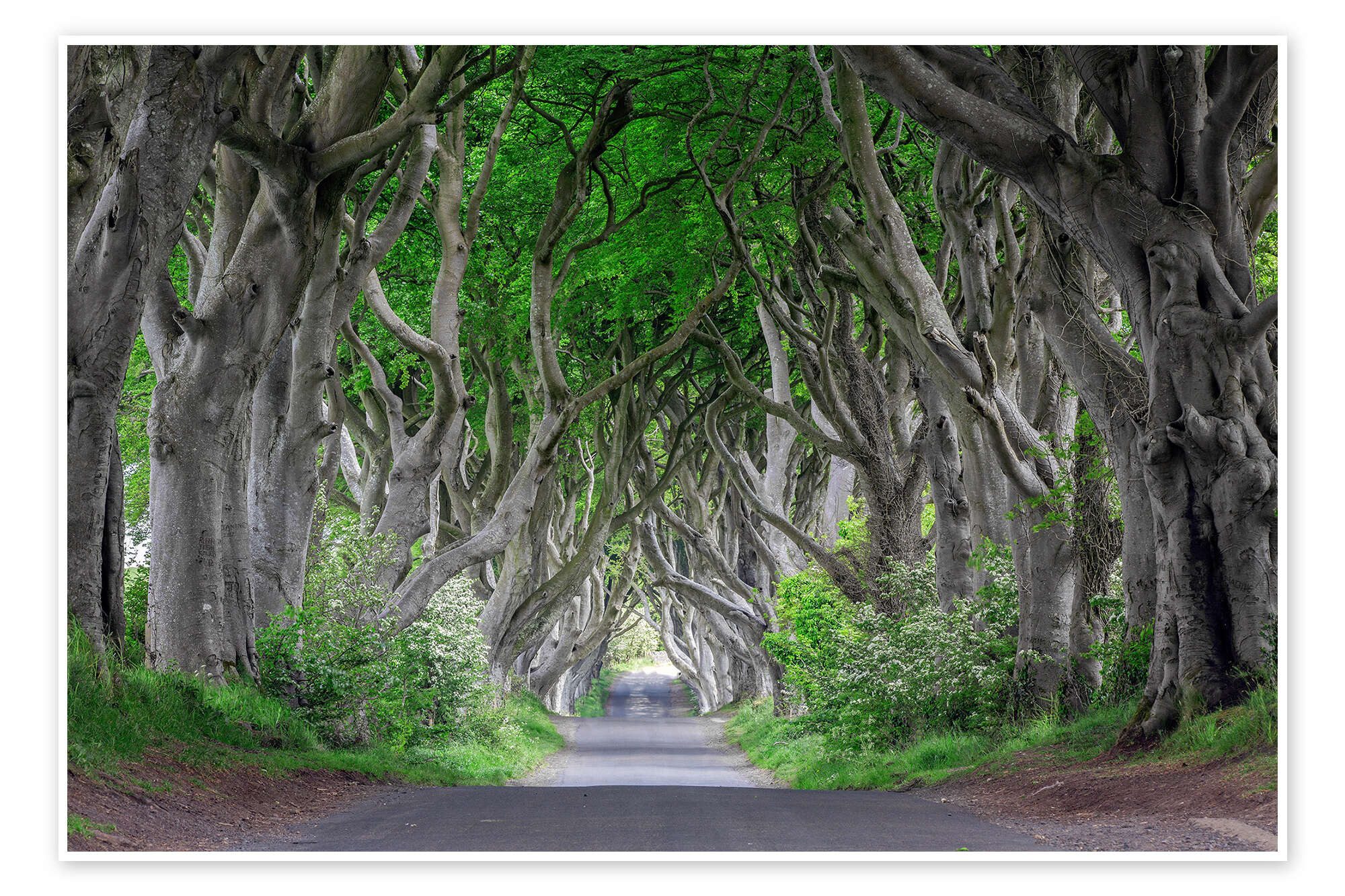 Posterlounge Wandbild Waldstraße in Irland, Dieter Meyrl, erhältlich als Poster, Leinwandbild, Wandsticker oder Acrylglasbild