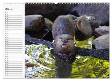 CALVENDO Wandkalender Seehunde und Otter. Putzige Gesellen, perfekte Schwimmer (Premium, hochwertiger DIN A2 Wandkalender 2023, Kunstdruck in Hochglanz)