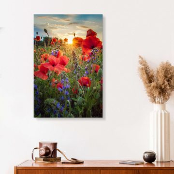 Posterlounge Forex-Bild Steffen Gierok, Mohnblüten im Sonnenlicht, Fotografie