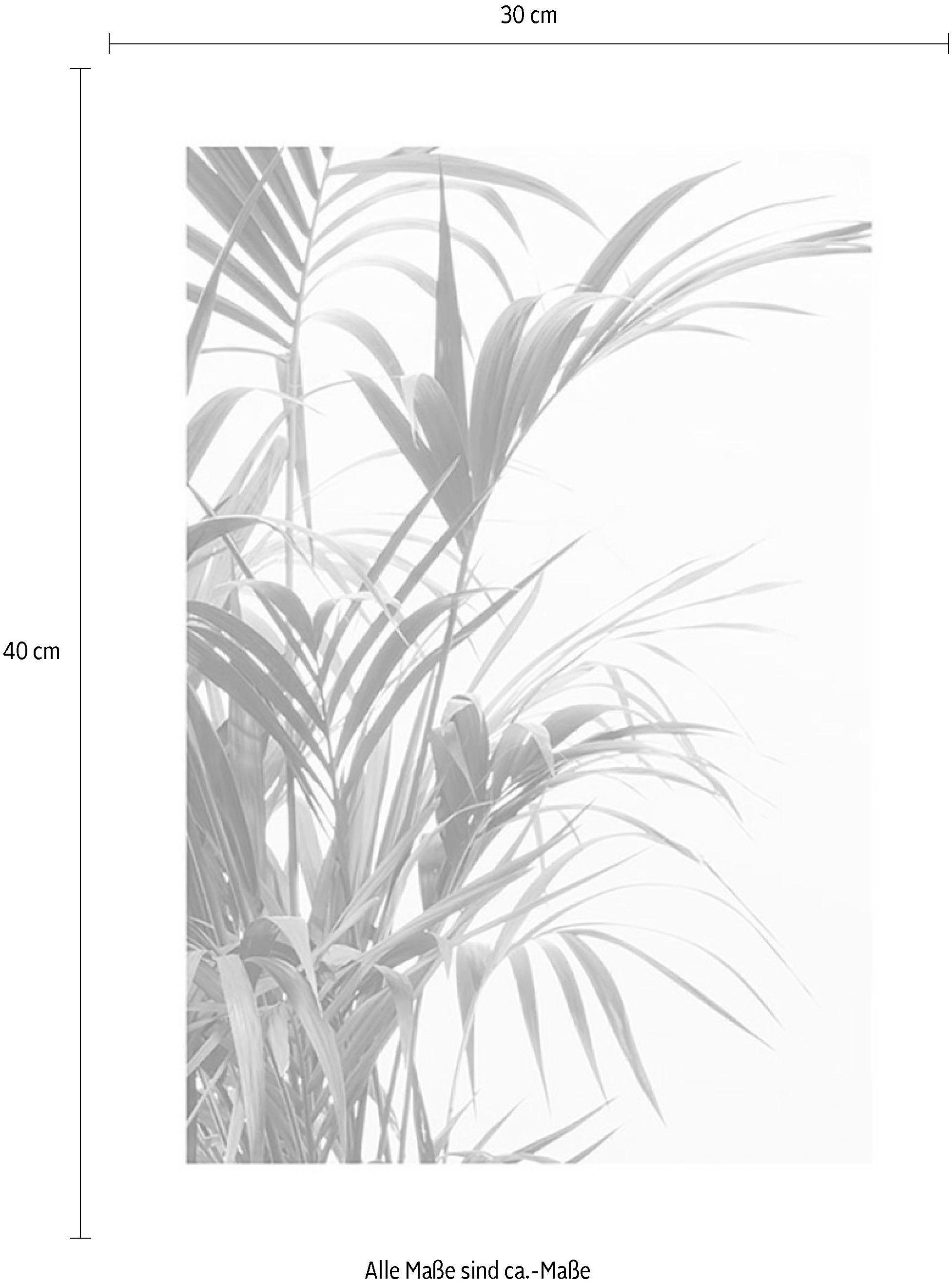 Komar Poster Reed Leaves, Wohnzimmer Kinderzimmer, St), Blätter, Pflanzen Schlafzimmer, (1