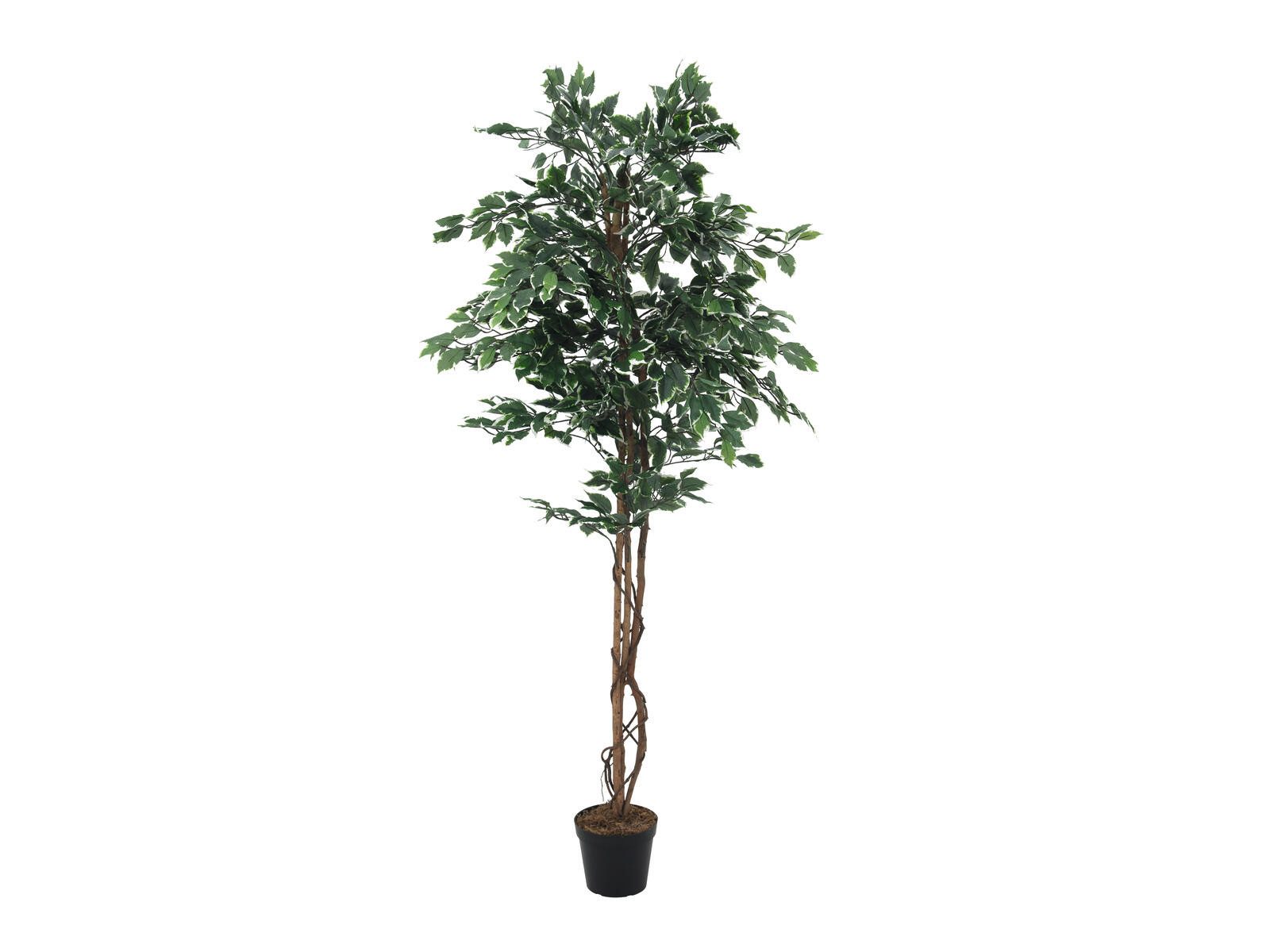 Kunstbaum EUROPALMS Silberficus-Benjamini, Kunstpflanze, 180cm, EUROPALMS, Höhe 23 cm