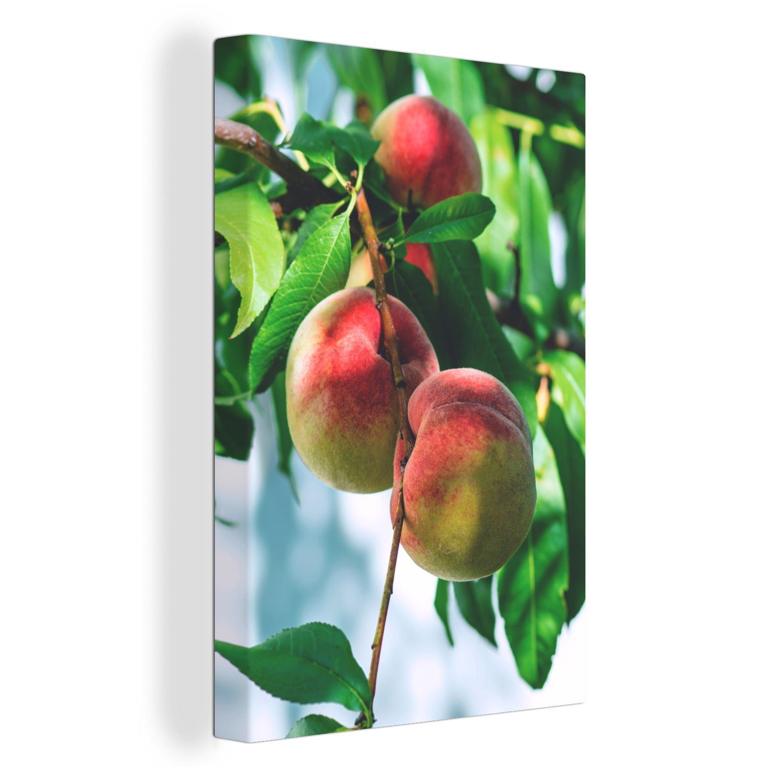 OneMillionCanvasses® Leinwandbild Pfirsiche auf einem Zweig, (1 St), Leinwandbild fertig bespannt inkl. Zackenaufhänger, Gemälde, 20x30 cm