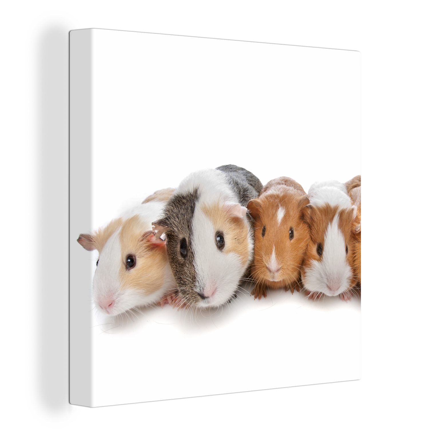 OneMillionCanvasses® Leinwandbild Fünf Meerschweinchen, (1 St), Leinwand Bilder für Wohnzimmer Schlafzimmer