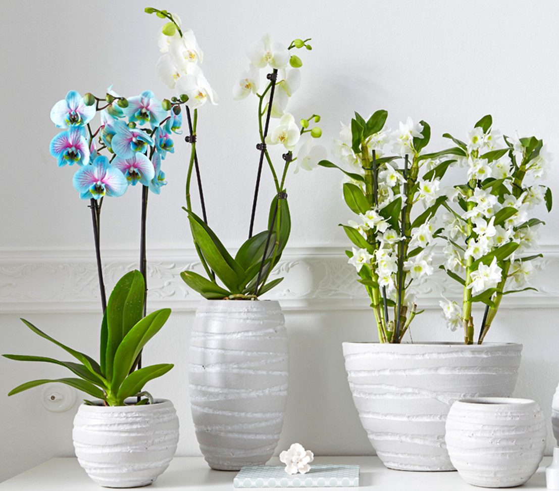 Dehner Zimmerpflanze Schmetterlingsorchidee Blue Wonder, Phalaenopsis cultivars, 50-60 cm – Bild 5 von 5