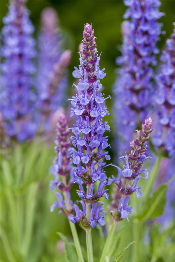 Pflanzen für Dich Staude Salvia nemorosa Blauhügel, 1 St., Steppen-Salbei, Hain-Salbei