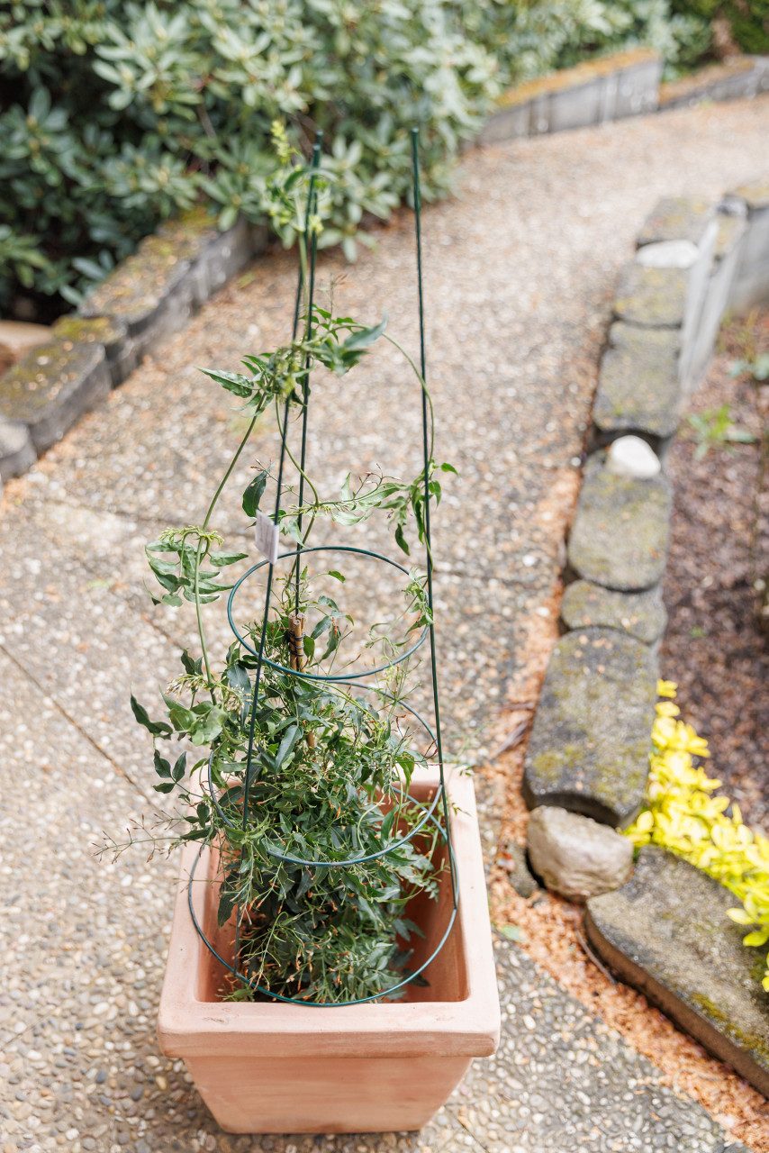 Trend Line Rankhilfe TrendLine Rankstütze Ø günstig online kaufen