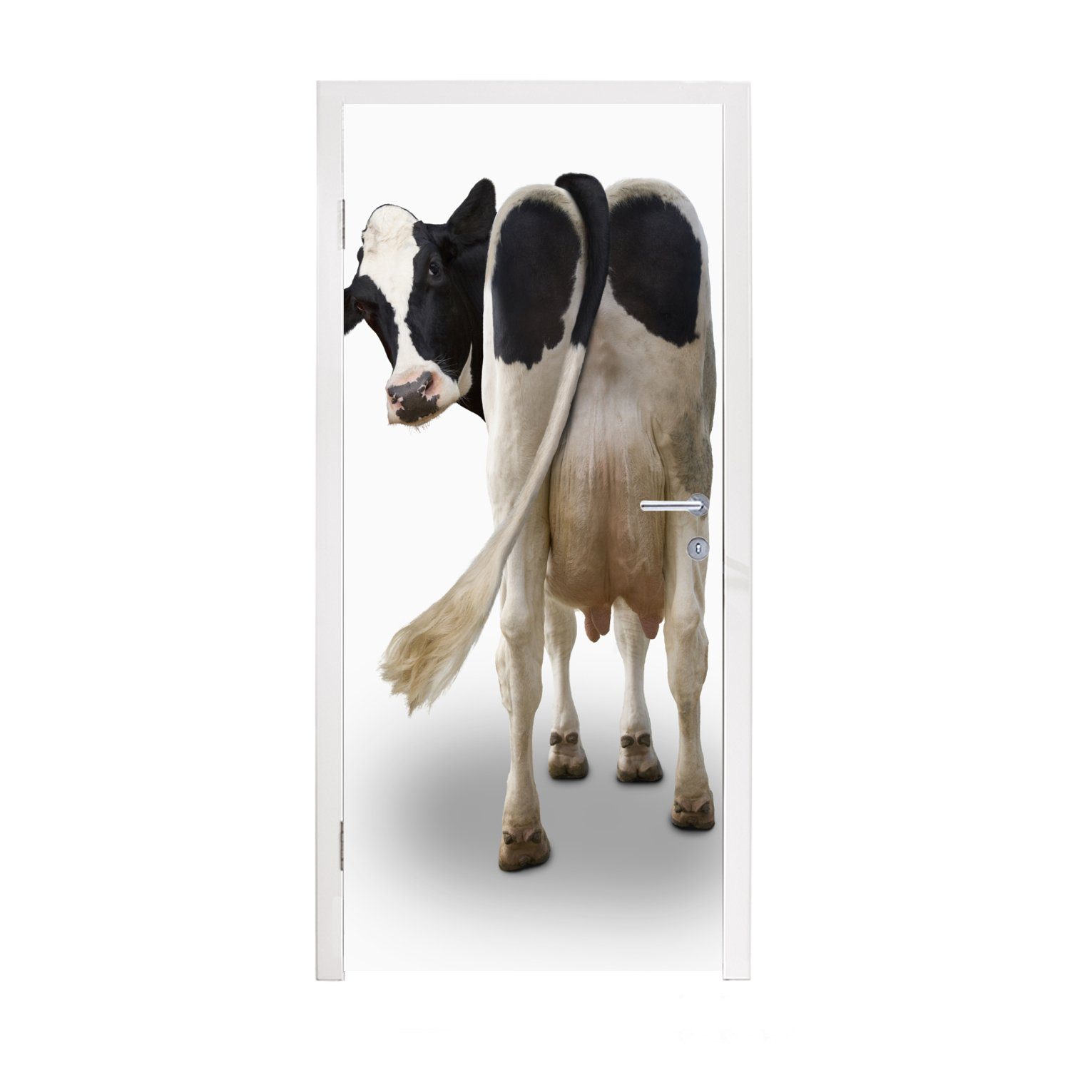 die Tür, Kuh (1 in auf Türaufkleber, Kamera Matt, schaut von bedruckt, weißem Türtapete Hintergrund, 75x205 Fototapete für cm MuchoWow hinten St),