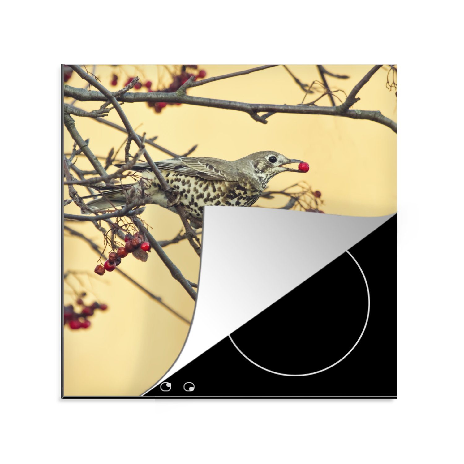 MuchoWow Herdblende-/Abdeckplatte Schönes Bild einer Drossel, die eine Beere isst, Vinyl, (1 tlg), 78x78 cm, Ceranfeldabdeckung, Arbeitsplatte für küche