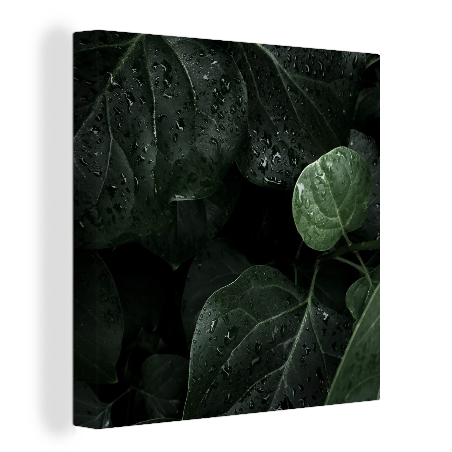 OneMillionCanvasses® Leinwandbild Nahaufnahme von Regentropfen auf großen Blättern, (1 St), Leinwand Bilder für Wohnzimmer Schlafzimmer