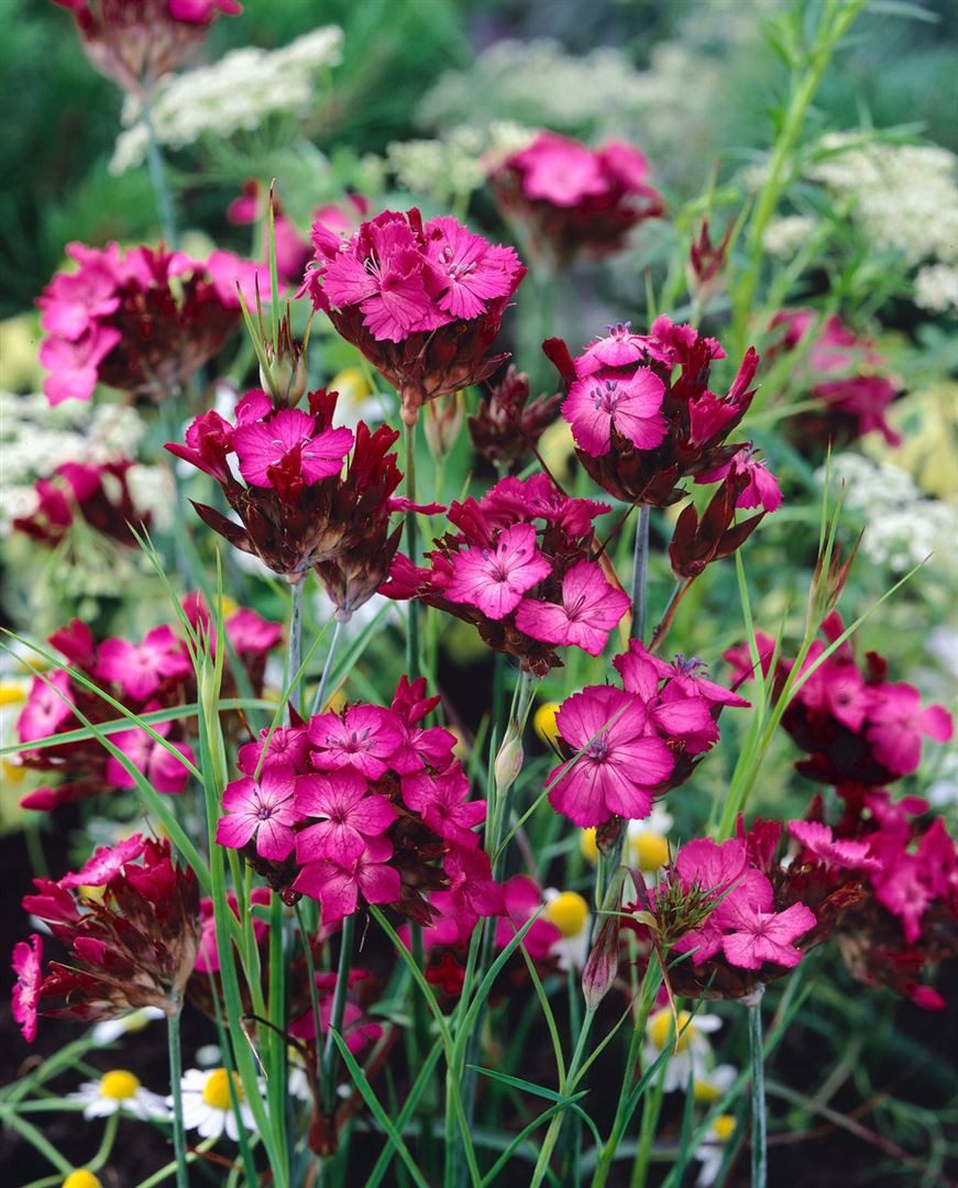 Pflanzen für Dich Staude Dianthus carthusianorum, 1 St., Karthäuser-Nelke