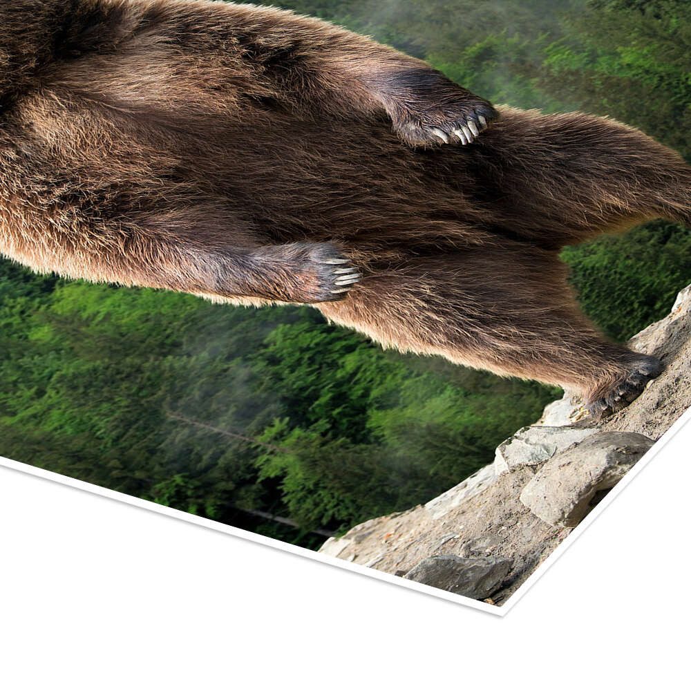 Posterlounge Wandbild Großer Braunbär, Animal Portrait Photography, erhältlich als Poster, Leinwandbild, Wandsticker oder Acrylglasbild – Bild 3 von 5