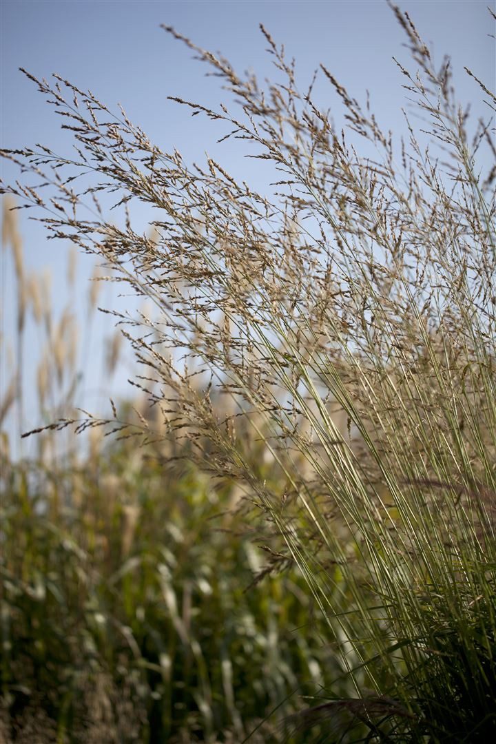 Pflanzen für Dich Травы Molinia arund. Windspiel, 1 St., Pfeifengras, Riesen-Pfeifengras, hochwachsend, herbstfärbung gelb