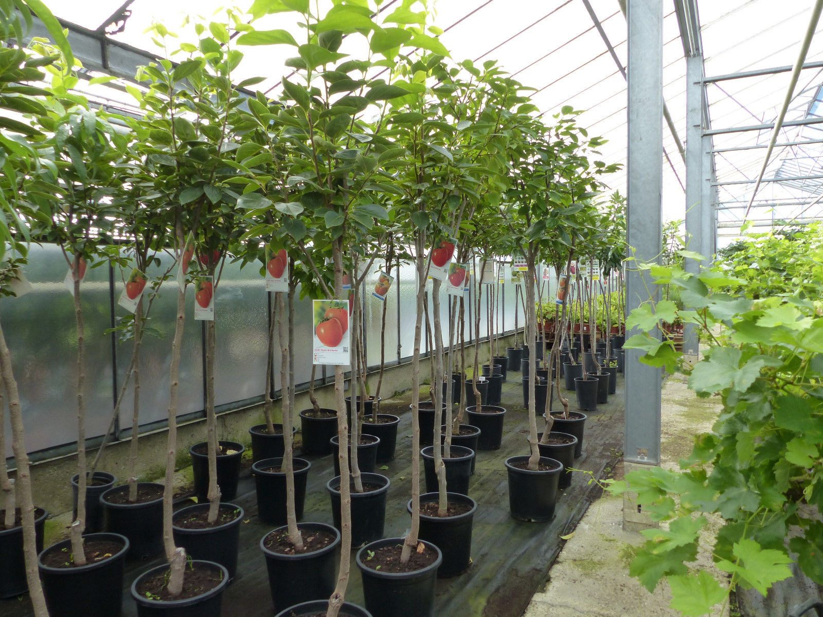 gruenwaren jakubik Obstpflanze Kaki Baum 160-180 cm Sorte "Rojo Brilliante" Kakipflaume Pflanze