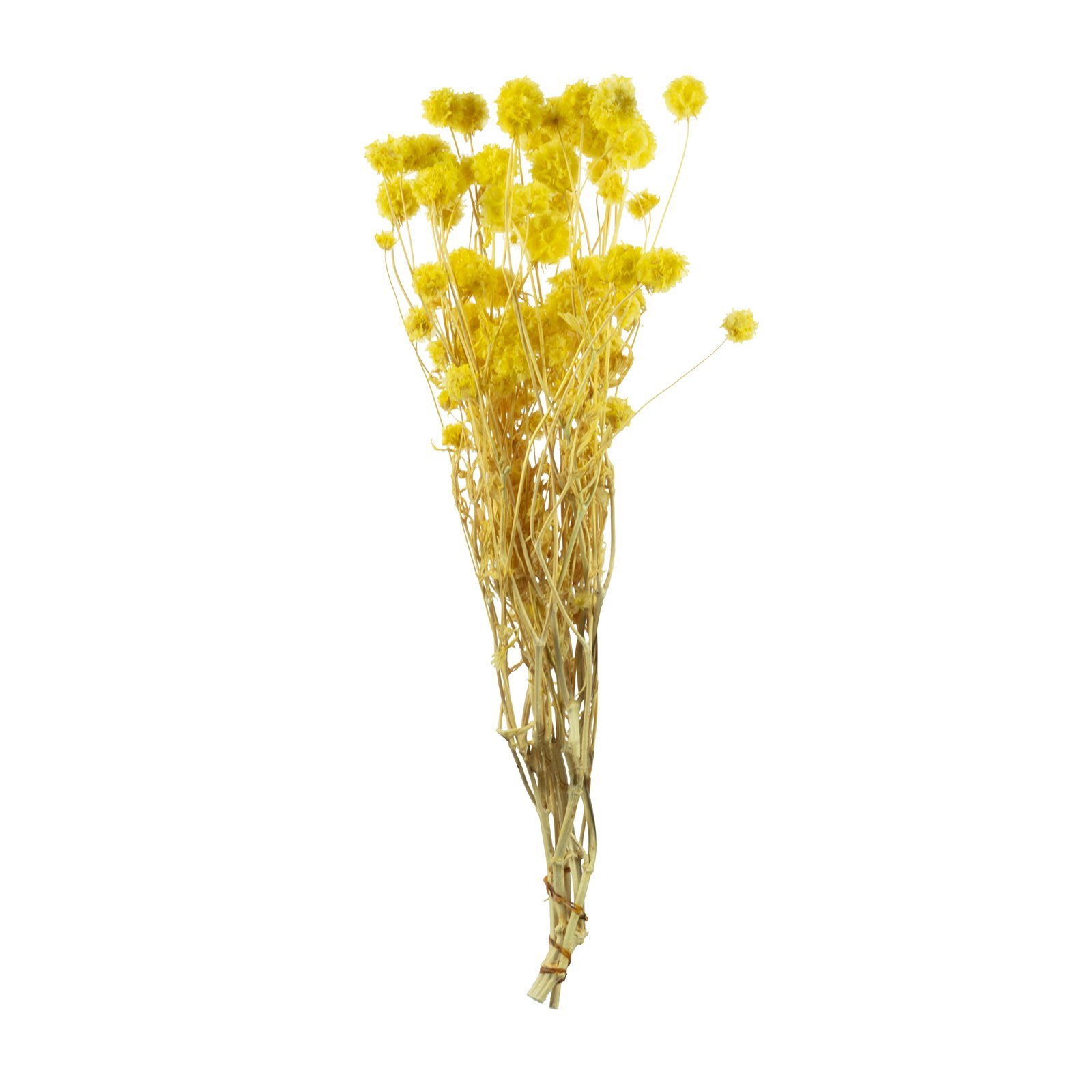 Trockenblume Skabiose Kugel m.Stiel - Länge ca. 70 cm - ca. 25 Blüten - gelb, Vosteen