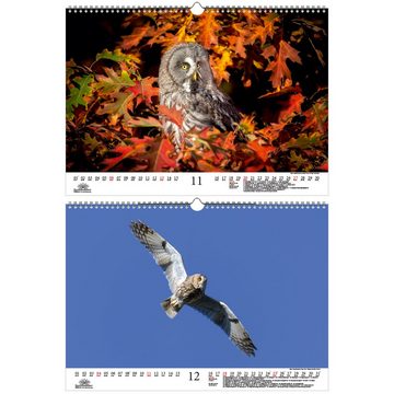 Seelenzauber Tierkalender Eulenzauber Eulen und Uhus DIN A3 Kalender für