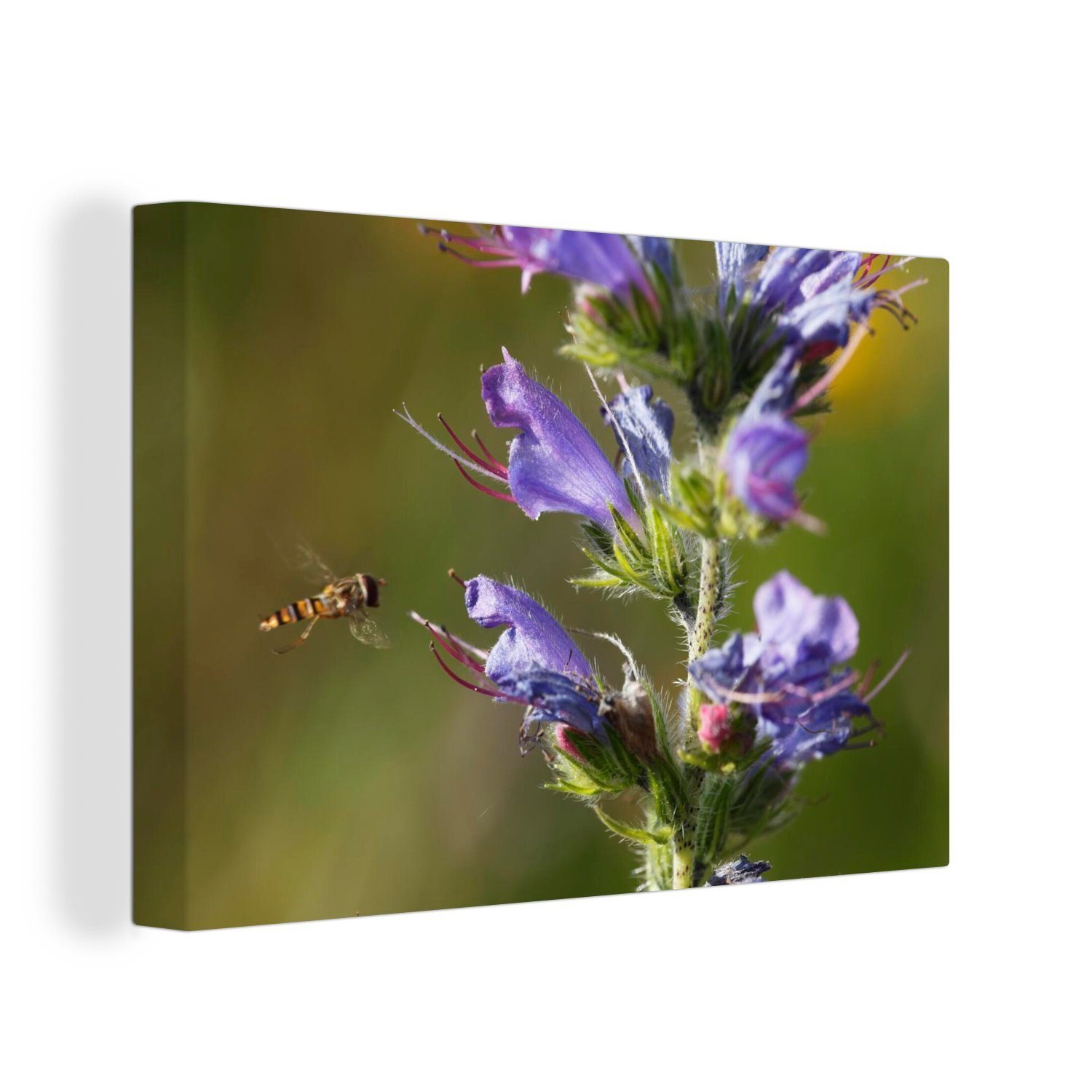 OneMillionCanvasses® Leinwandbild Borretschpflanze in der Natur mit einer kleinen Biene, (1 St), Wandbild Leinwandbilder, Aufhängefertig, Wanddeko, 30x20 cm