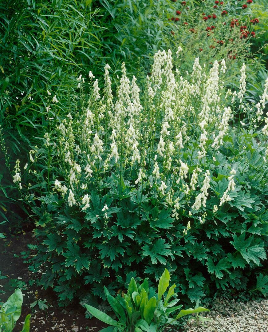 Pflanzen für Dich Staude Aconitum lycoct. Ivorine, 1 St., Eisenhut, Wolfs-Eisenhut