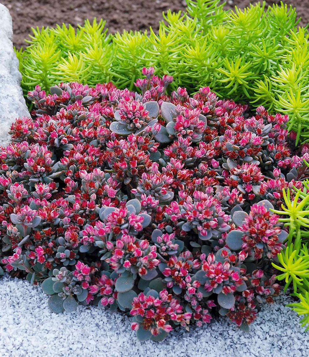 BALDUR Garten Bodendecker Sedum Sun Sparkler® 'Sedoro Blue Elf', 2 St., Steingartenpflanze, winterhart, mehrjährig, duftend