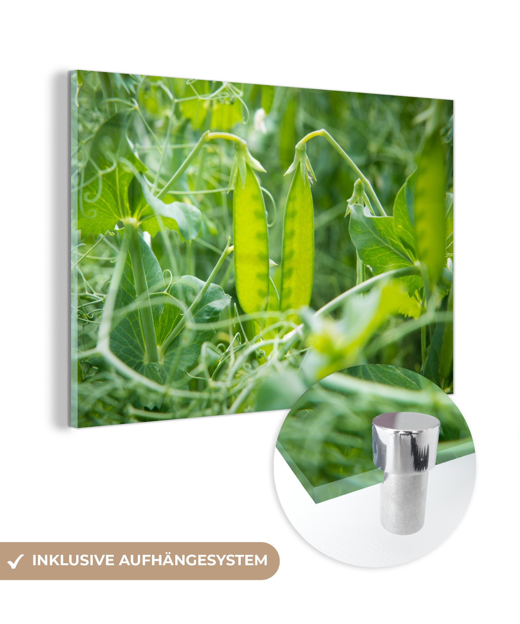MuchoWow Acrylglasbild Gemüse - Grün - Bohnen, (1 St), Acrylglasbilder Wohnzimmer & Schlafzimmer