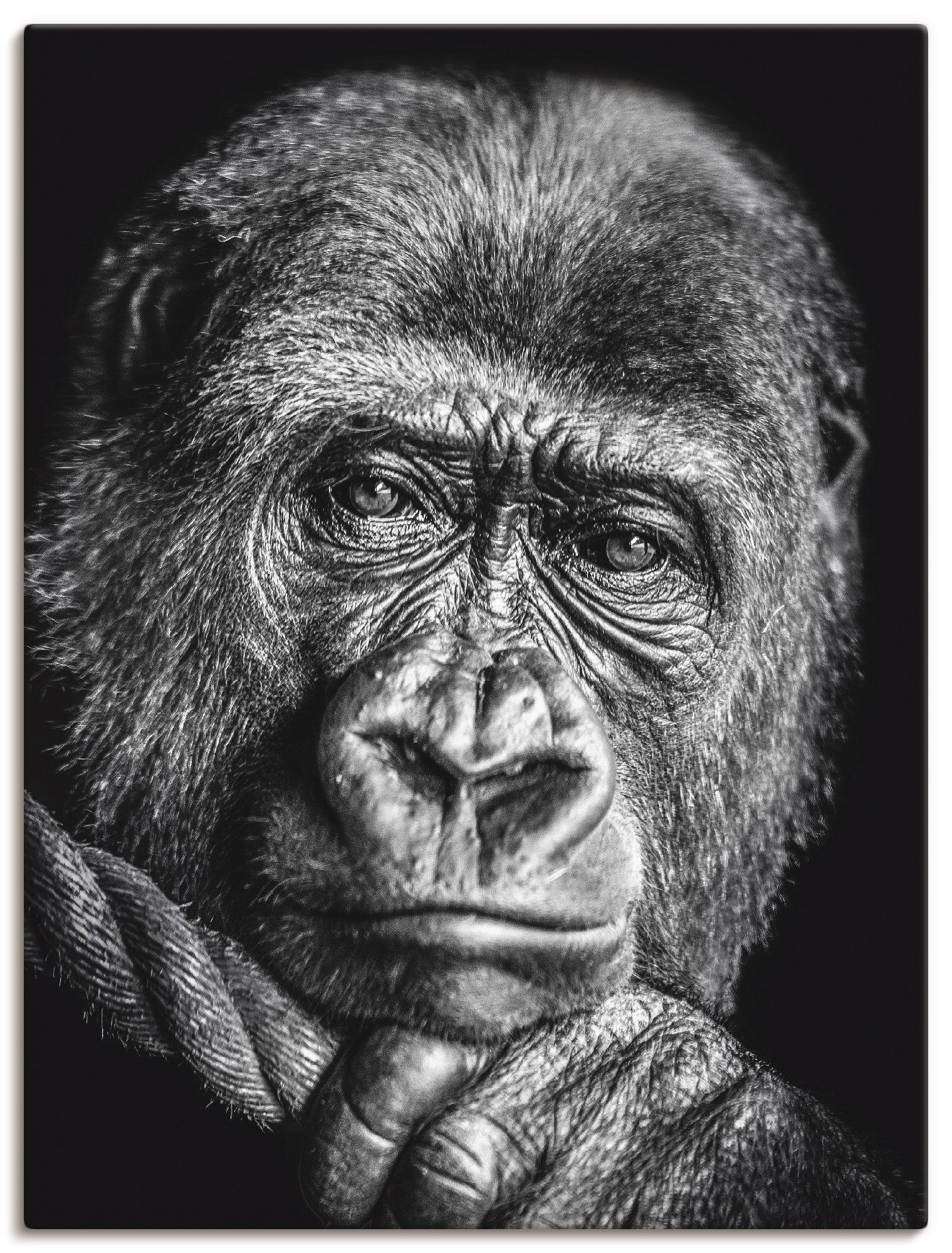 versch. Poster Alubild, (1 Gorilla, als Artland Wildtiere oder Leinwandbild, St), in Größen Wandaufkleber Wandbild