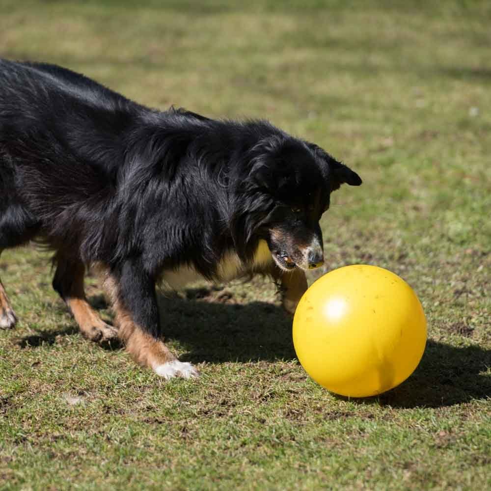 Procyon Tierball PROCYON Treibball Farbe: Gelb