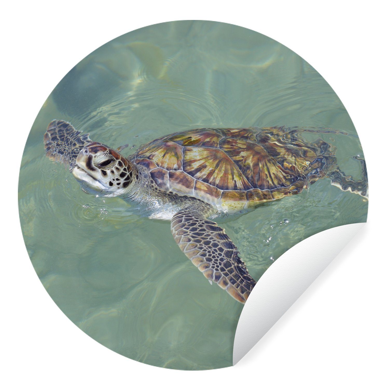 Wohnzimmer MuchoWow im Schildkröte Wasser Wandsticker schwimmt Kinderzimmer, für (1 Rund, Tapetenaufkleber, Tapetenkreis St),
