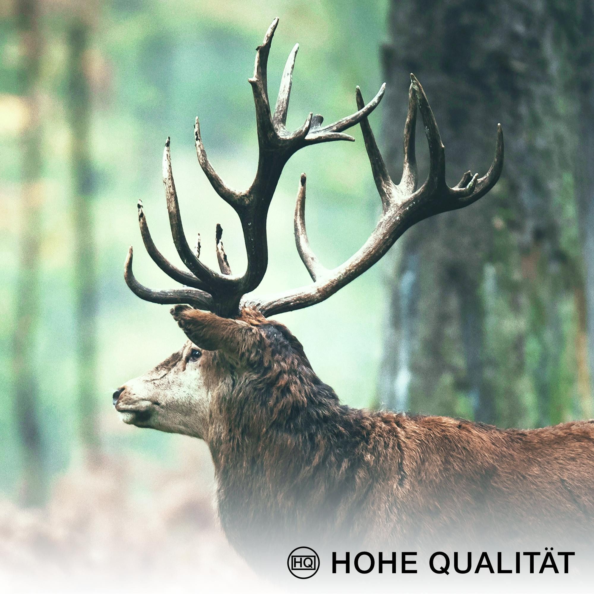 Novart Wandbild Wald Hirsch KOMPLETT AUFHÄNGFERTIG Natur Grün Wohnzimmer Schlafzimmer, Hirsch