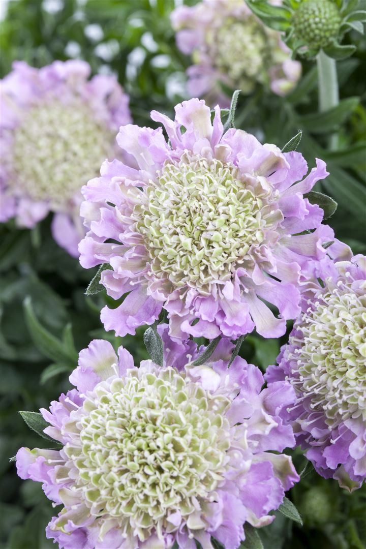 Pflanzen für Dich Staude Scabiosa colum. Pink Mist, 1 St., Tauben-Skabiose, Taubenskabiose