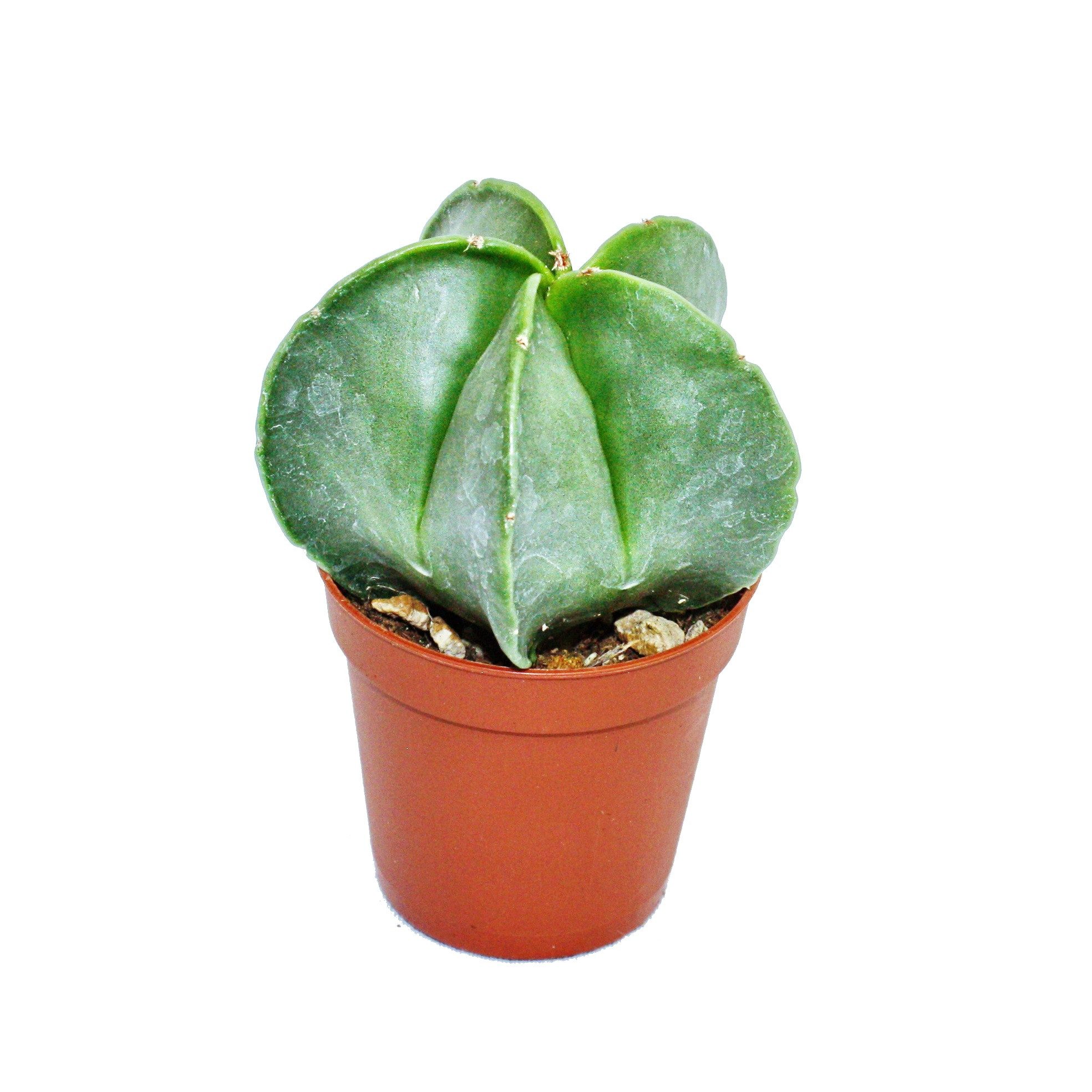 Kaktus Astrophytum myriostigma - Bischofsmütze - im 5,5cm Topf