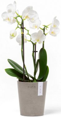 ECOPOTS Blumentopf Morinda Orchidee 11 Taupe, für den Innenbereich