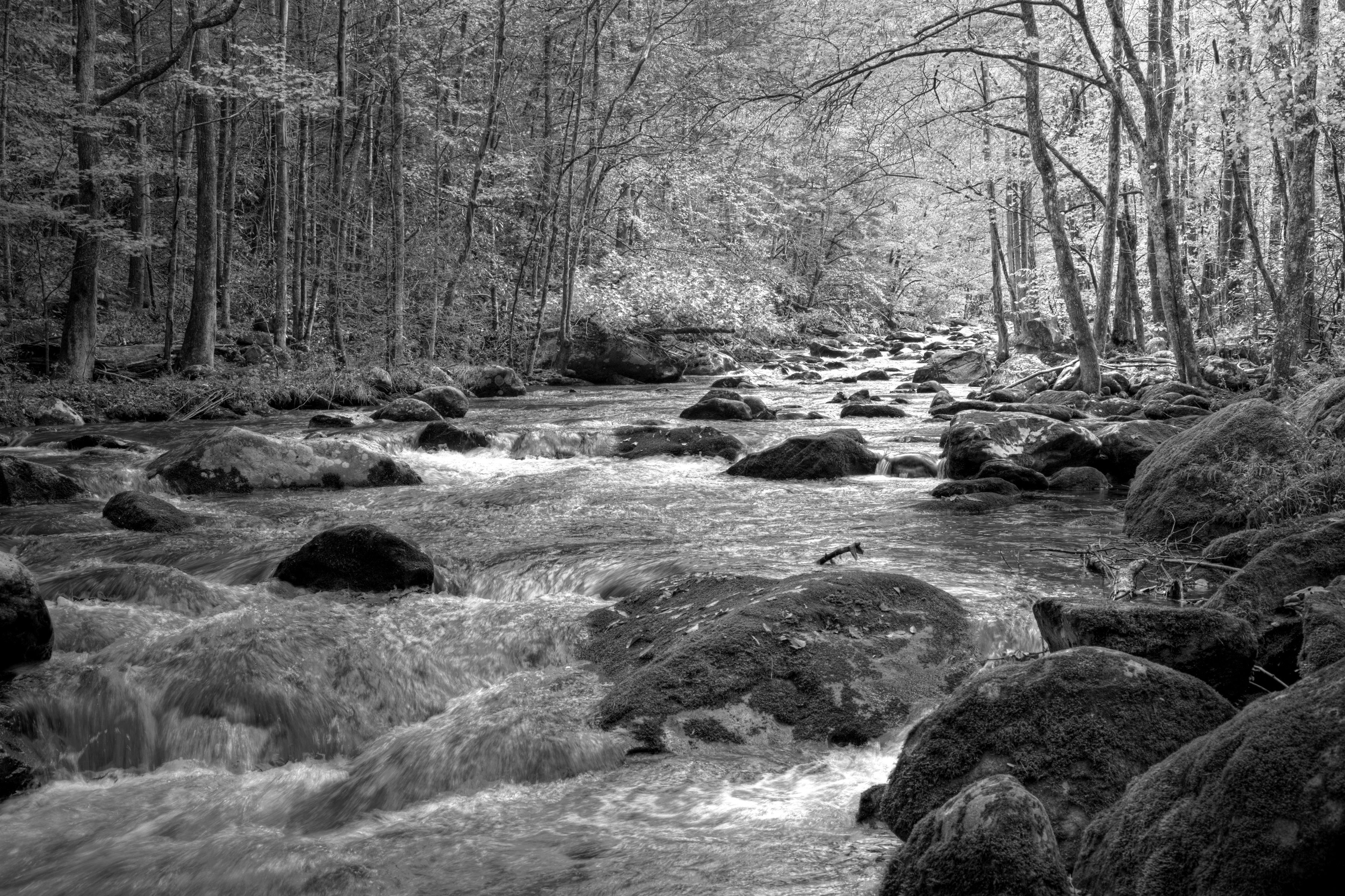 Papermoon Fototapete Fluss im Wald Schwarz & Weiß