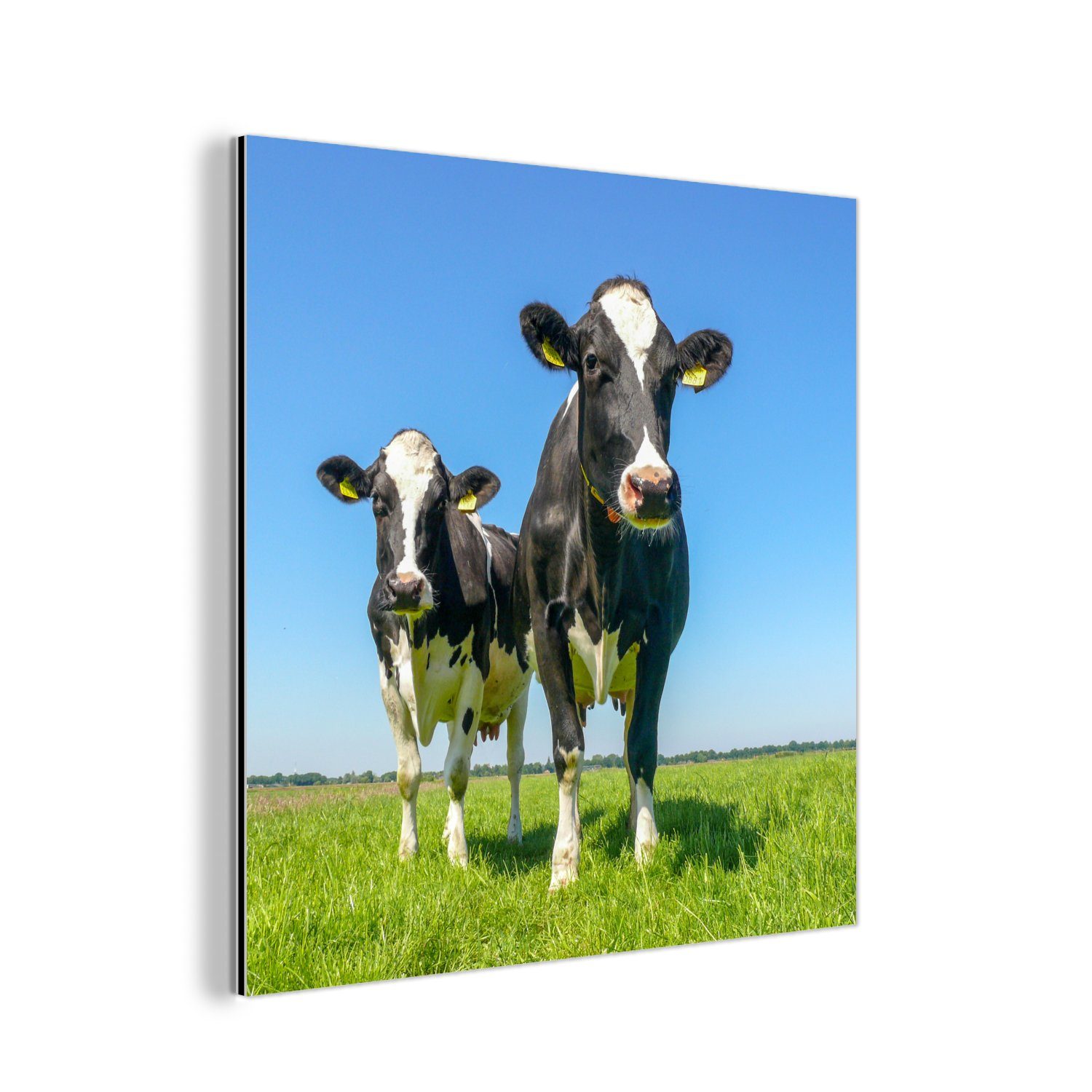 MuchoWow Metallbild Kühe - Weide - Tiere - Bauernhof, (1 St), Alu-Dibond-Druck, Gemälde aus Metall, Aluminium deko