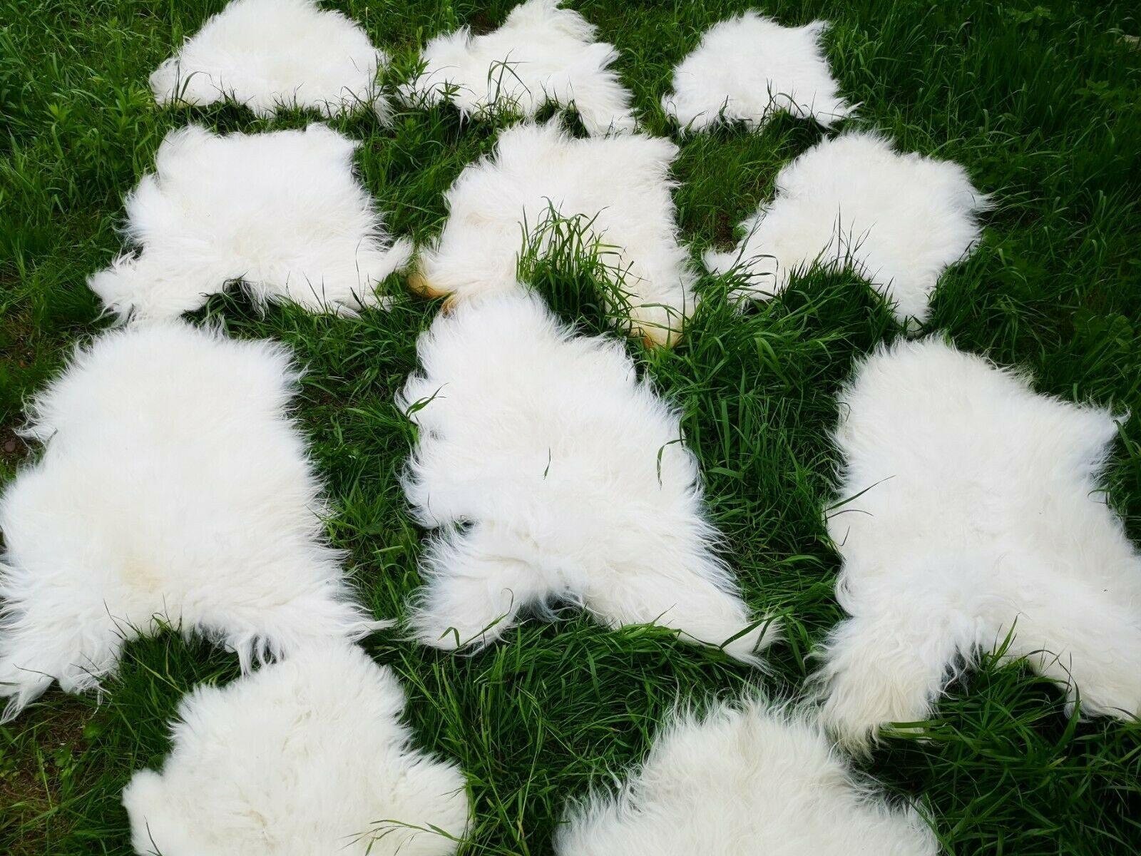Fellteppich Island Lammfell weiß – ca. 100 cm – Öko gegerbt – Weich & langhaarig