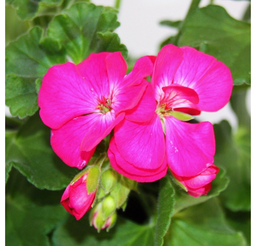 Thumbnail - Exotenherz Beetpflanze Geranien stehend Pelargonium zonale 12cm Topf 6 Pflanzen kräftig pink