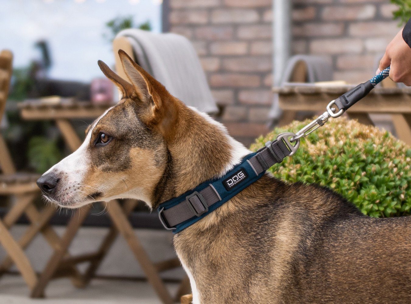 Dog Copenhagen Hunde-Halsband DOG Copenhagen V2 Explorer Collar Hundehalsband Halsband für Hunde