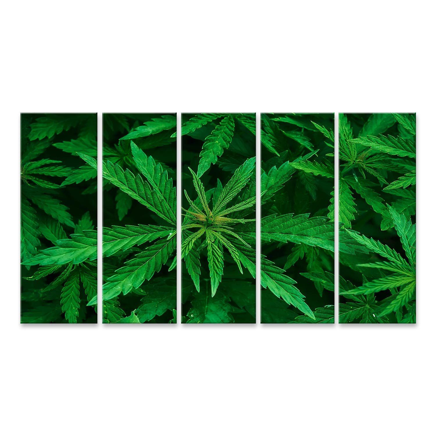 Leinwandbild Bild auf Leinwand Cannabis Marihuana Blatt Closeup Hintergrund Natur H