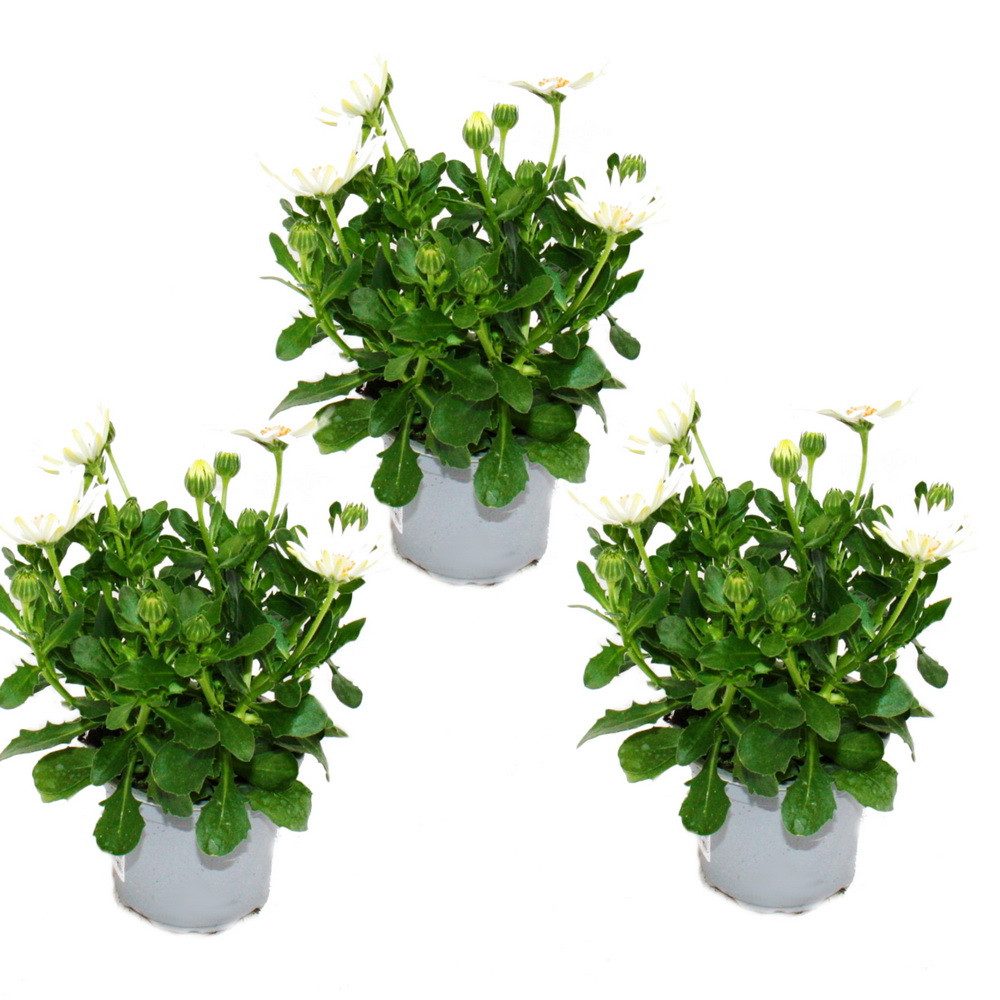 Exotenherz Beetpflanze Kapkörbchen Osteospermum ecklonis ver. Farben 11cm Topf 3 Pflanzen
