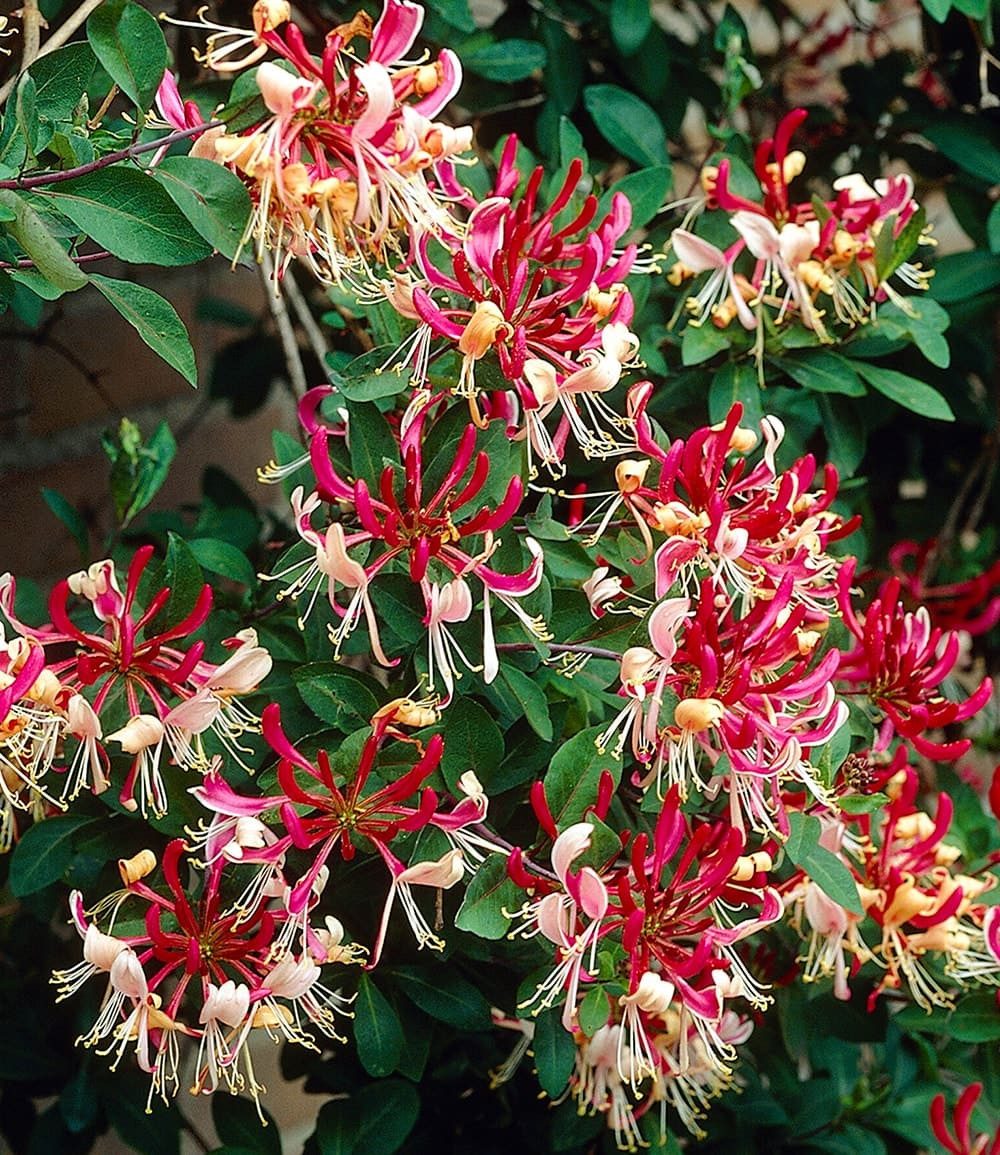 BALDUR Garten Zierstrauch Duft Geißblatt 'Henry', Lonicera immergrün, 1 St., Jeängerjelieber, immergrün, winterhart, mehrjährig