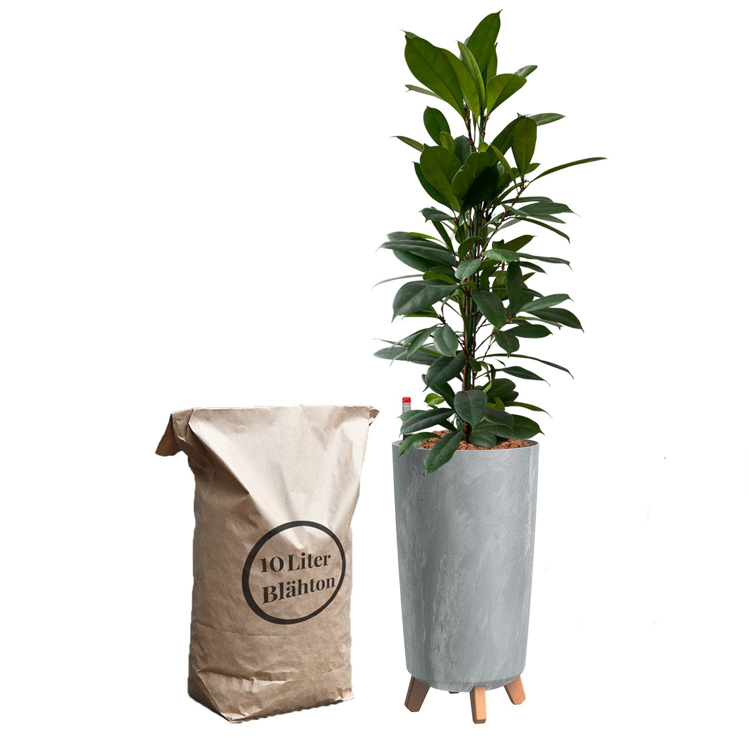 Green Me Up Zimmerpflanze Büropflanzen Afrikanischer Feigenbaum - Ficus cyathistipula, inkl. 10L Blähton, Wasserstandsanzeiger & Langzeitdünger