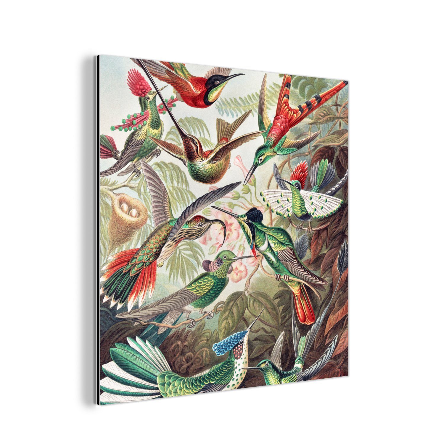 MuchoWow Metallbild Kolibri - Vintage - Ernst Haeckel - Vogel - Kunst - Natur, (1 St), Alu-Dibond-Druck, Gemälde aus Metall, Aluminium deko