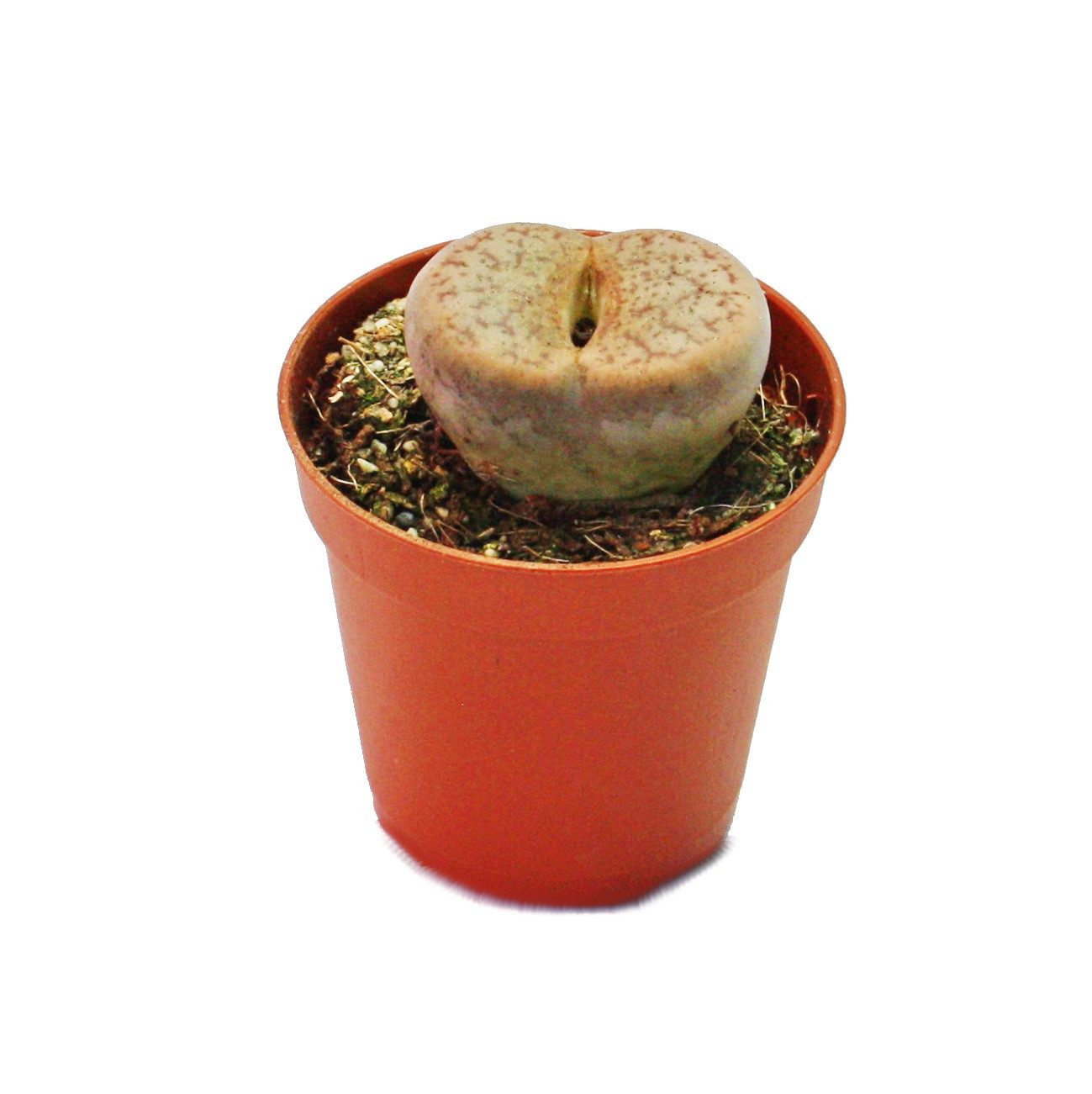 Exotenherz Kaktus Lithops - Lebender Stein - im 5,5cm Topf
