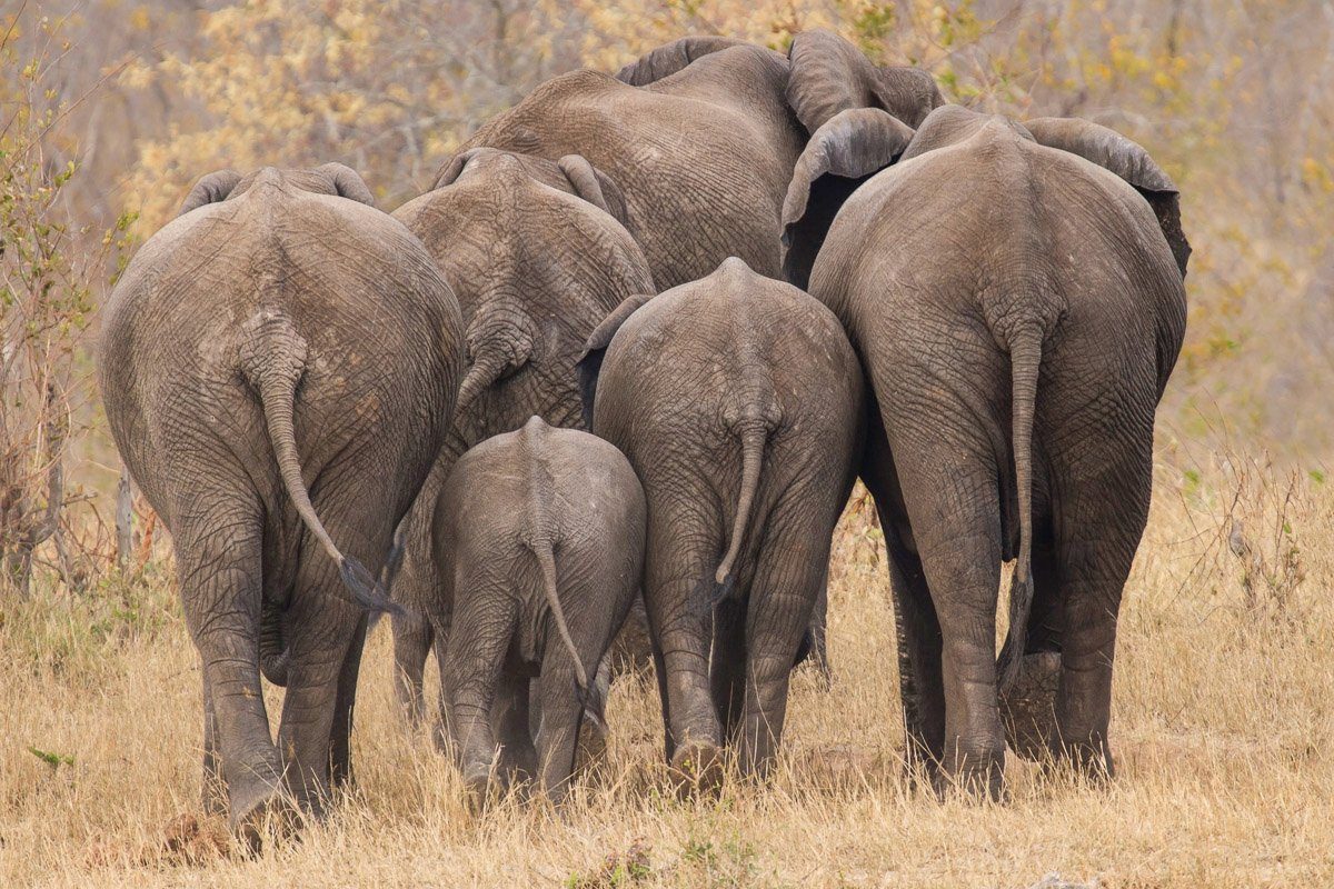 Papermoon Fototapete Elefanten gehen weg