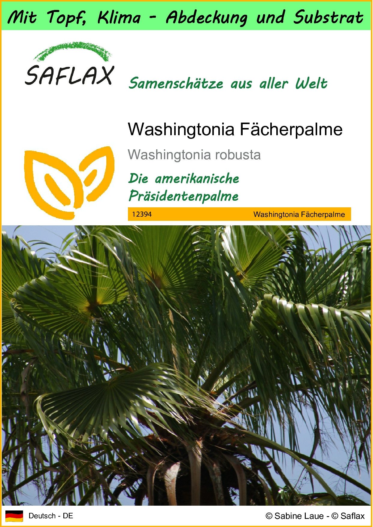 SAFLAX Blumensamen SAFLAX - Garden to go - Washingtonia Fächerpalme