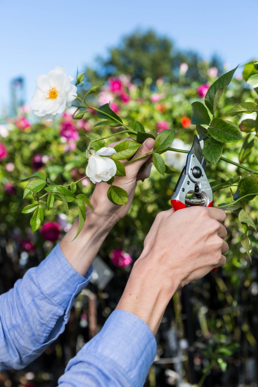 Felco Gartenschere Nr.14 Rebscheere für kleine Hände Rechtshänder