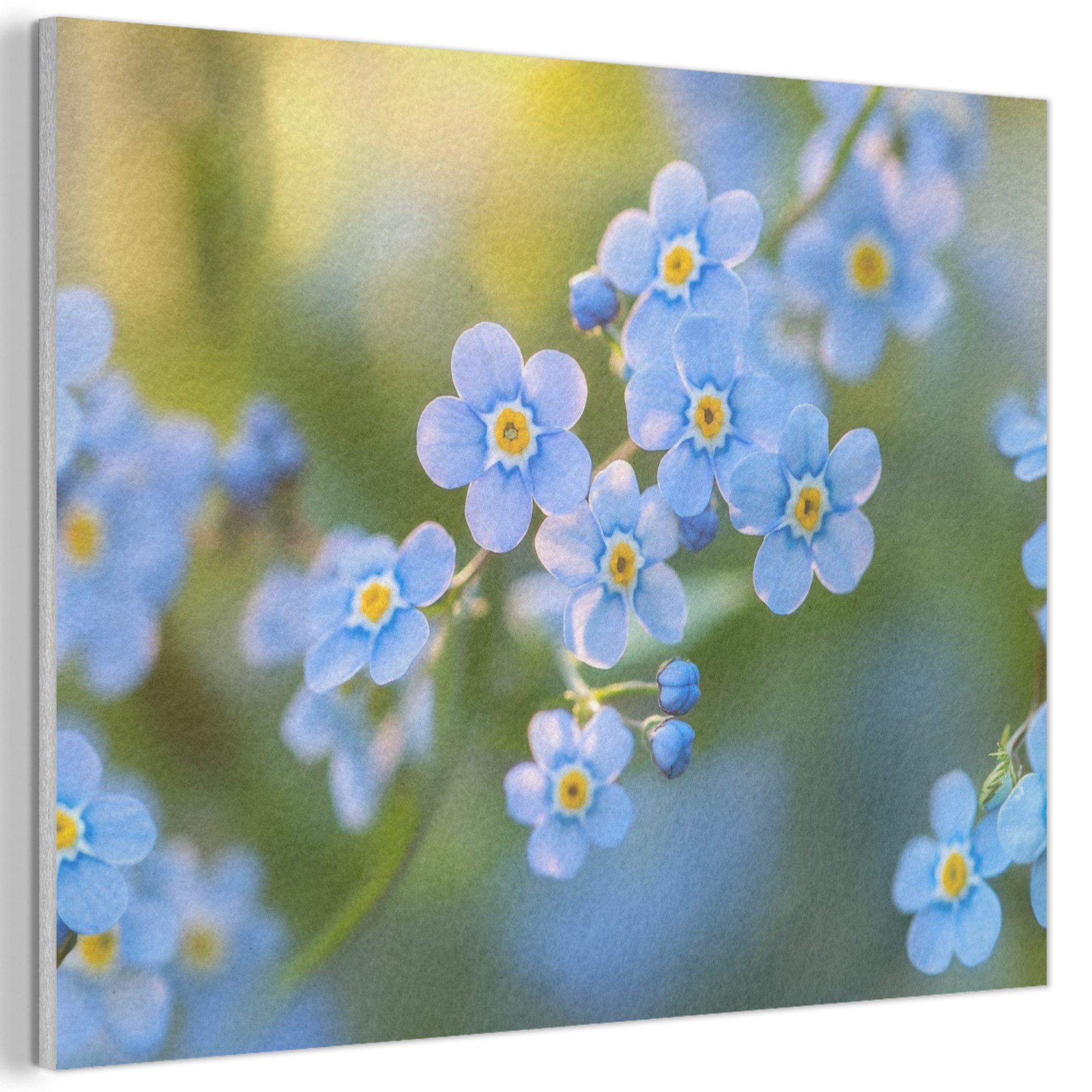 MuchoWow Gemälde Blumen - Blau - Vergissmeinnicht, Fotodruck (1 St), Akustikpaneele PET-Filz, Akustikbild, Schalldämmung, Deko 40x30 cm