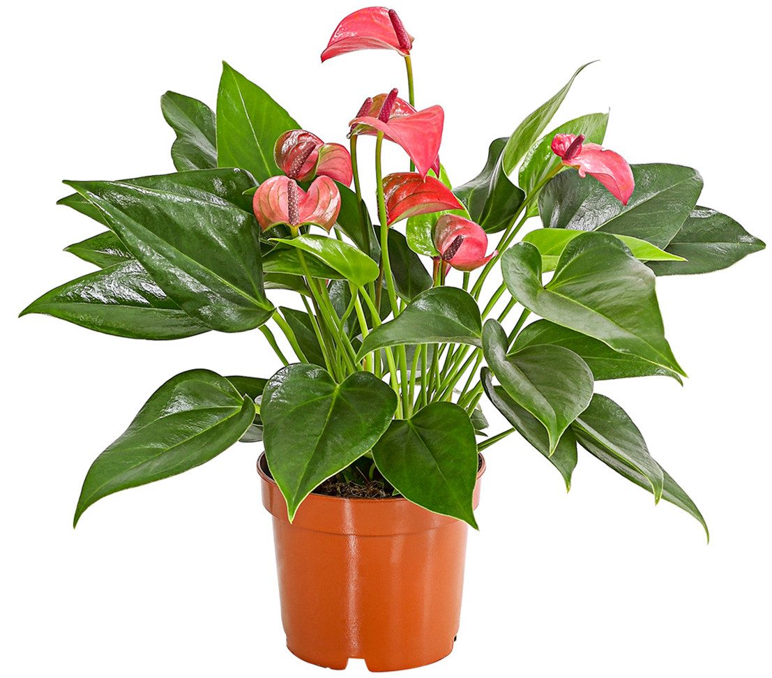 Dehner Zimmerpflanze Flamingoblume, Anthurium andreanum Lila Forino, ca. 20-30 cm, mit hellrot-pinken Hochblättern und luftreinigender Wirkung
