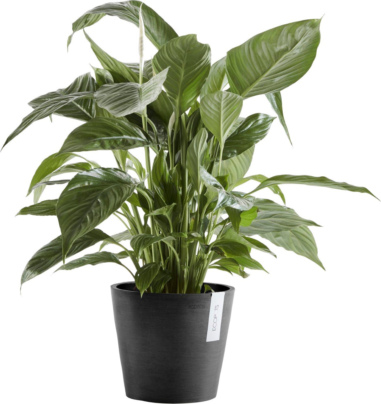 Blumentopf ECOPOTS AMSTERDAM mit cm, 20x20x17,5 Grey, BxTxH: Dark Wasserreservoir