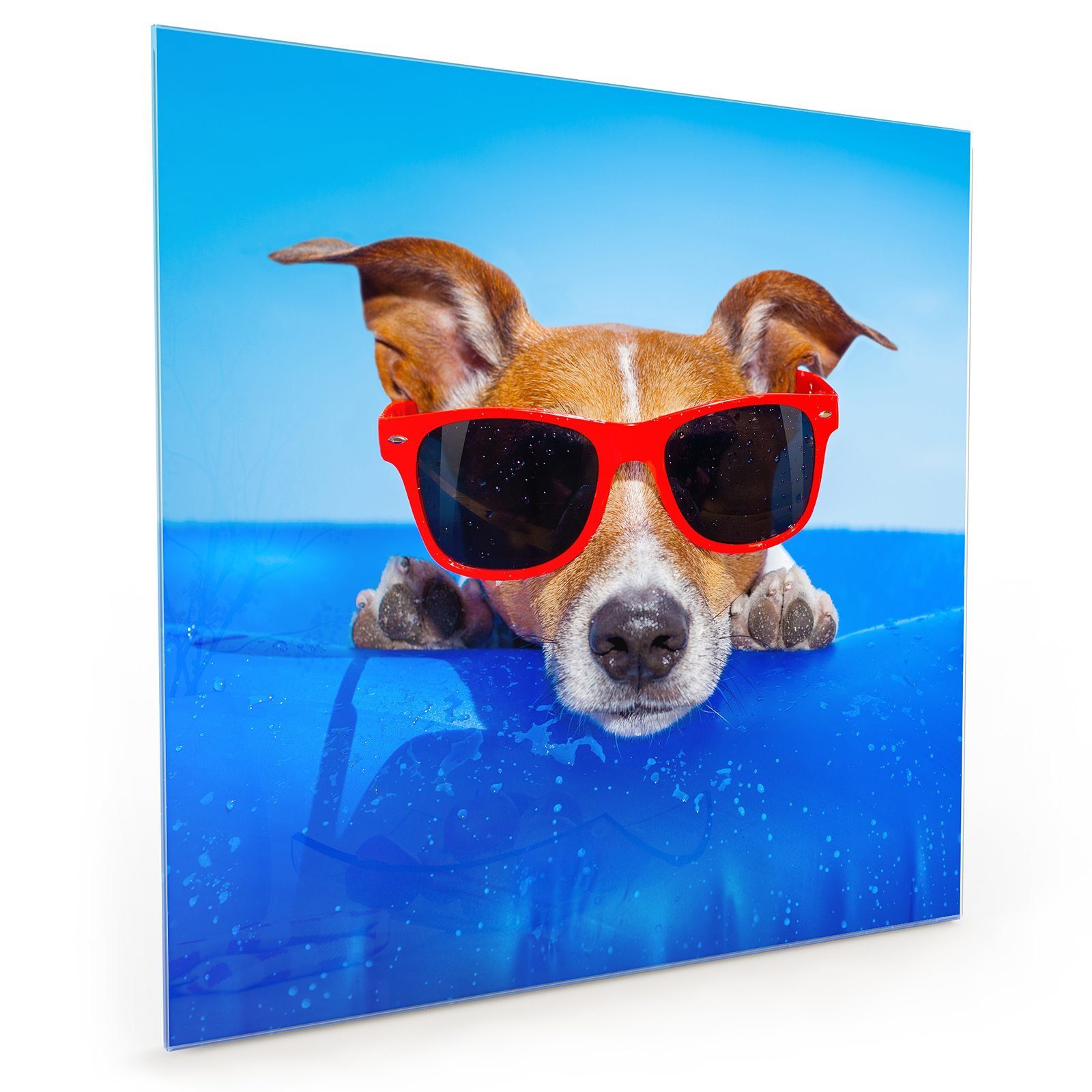 Primedeco Küchenrückwand Spritzschutz Glas Cooler Hund im Bassin